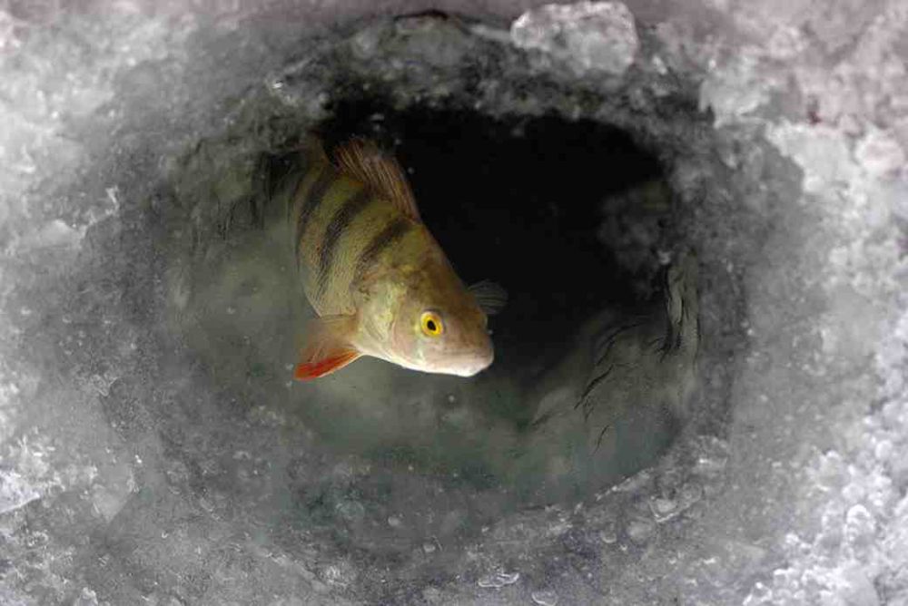 видео зимней рыбалки на рыбинском водохранилище